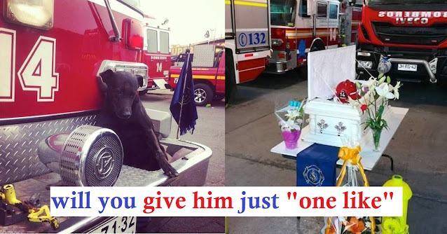 Sincere recognition.  Firefighters are honoring a fire station dog as an "honorary firefighter" after his death