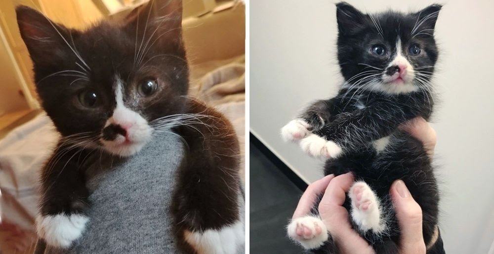 Sudden change.  The poor kitten who was rescued from wandering the streets now refuses to leave the warm embrace of the savior