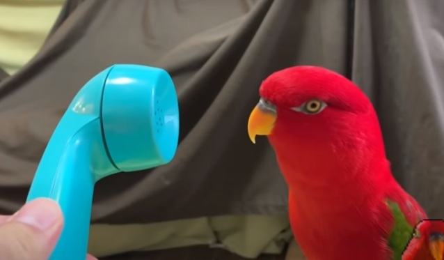 Sweet and funny recording.  A little red bird answers the phone and says wuewuewewewewue