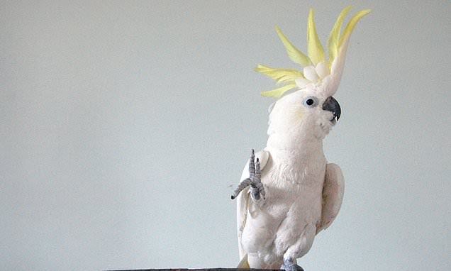 Sweet recording.  The cute bird is described as a talented parrot that can dance better than a human.  Snowball Cockatoo wows researchers with 14 different dance moves to classic hits