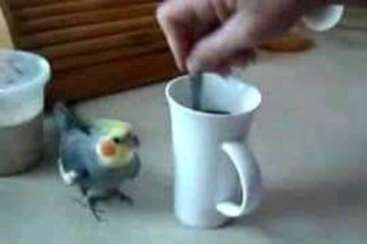 Sweet scene.  A cute photo of a coffee stirring bird that just loves to make coffee