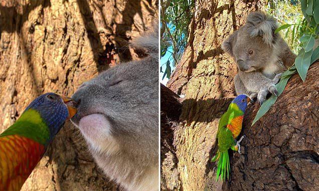 Sweet scene.  An adorable rainbow lorikeet kissing a cute koala has gone viral