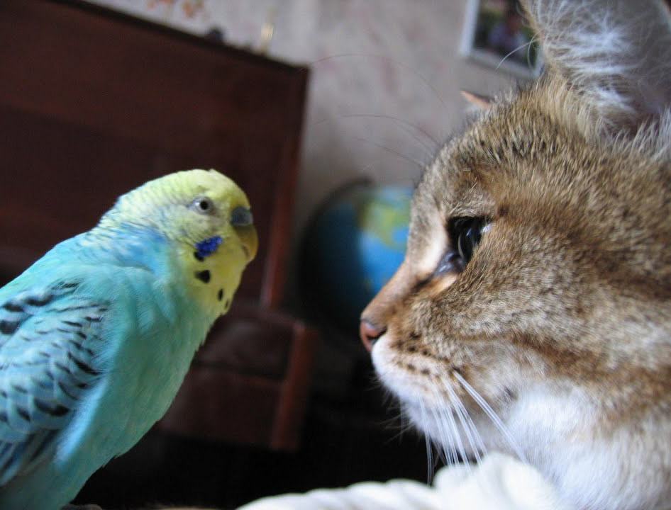 Sweet scene.  Funny video shows a parrot talking to a cat and not letting it sleep