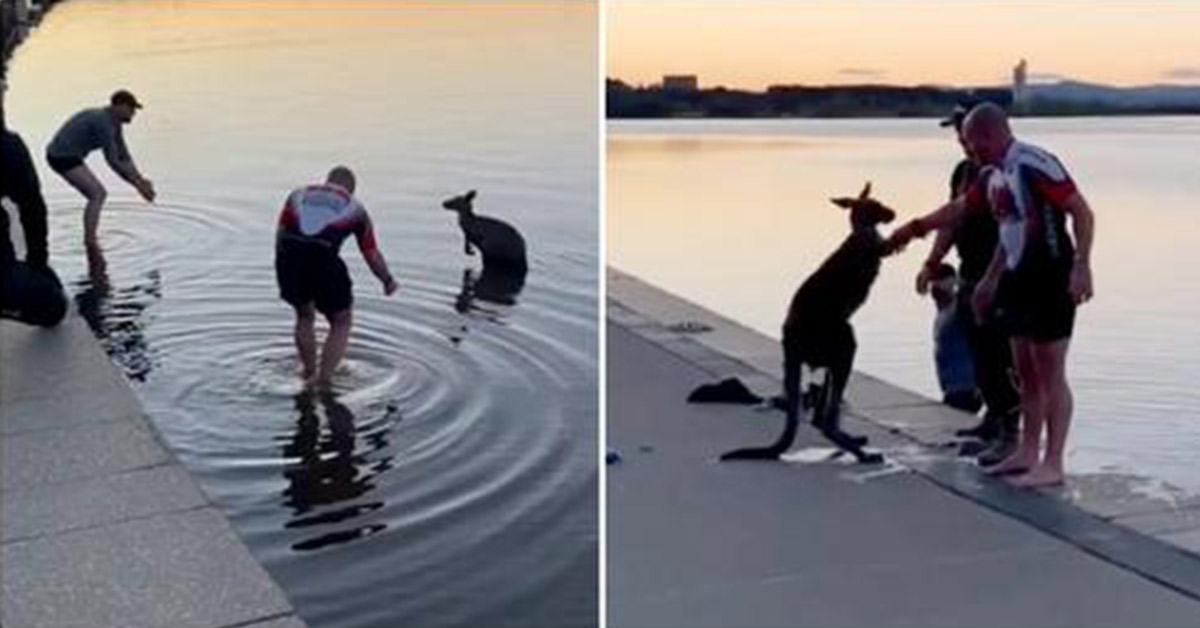 Sweet scene.  Grateful kangaroo shakes hands to express gratitude to 3 men who pulled him out of frozen lake