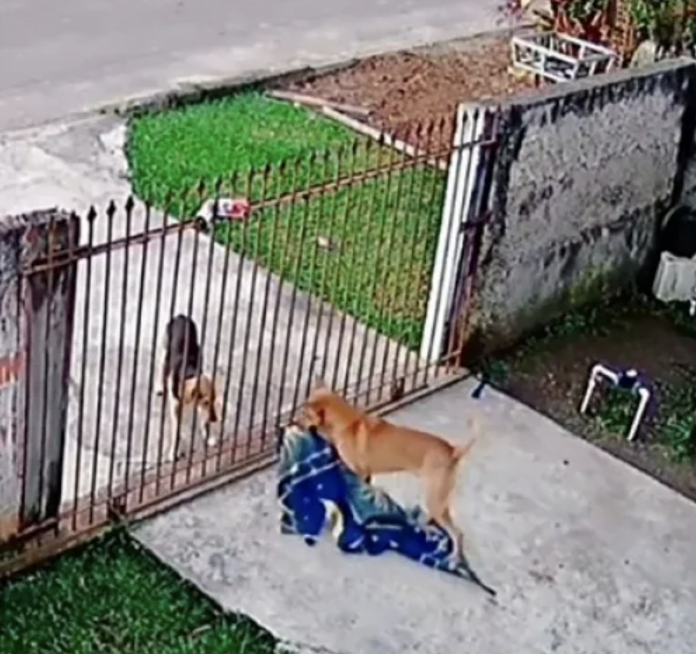 Sweet scene.  The wonderful moment when the dog gave the blanket to the wild dog