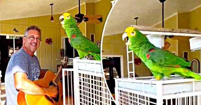 Sweet scene.  Videotapes.  The super talented parrot loves to sing any guitar note when its owner starts playing the guitar