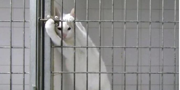 Sweet shot.  Meet Chamallow, the smartest cat who can escape any cage