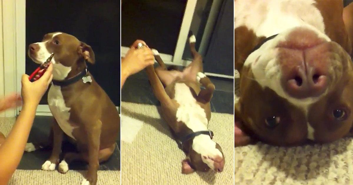 Sweet video.  A cute and dramatic dog trying to lose consciousness to avoid getting his nails cut