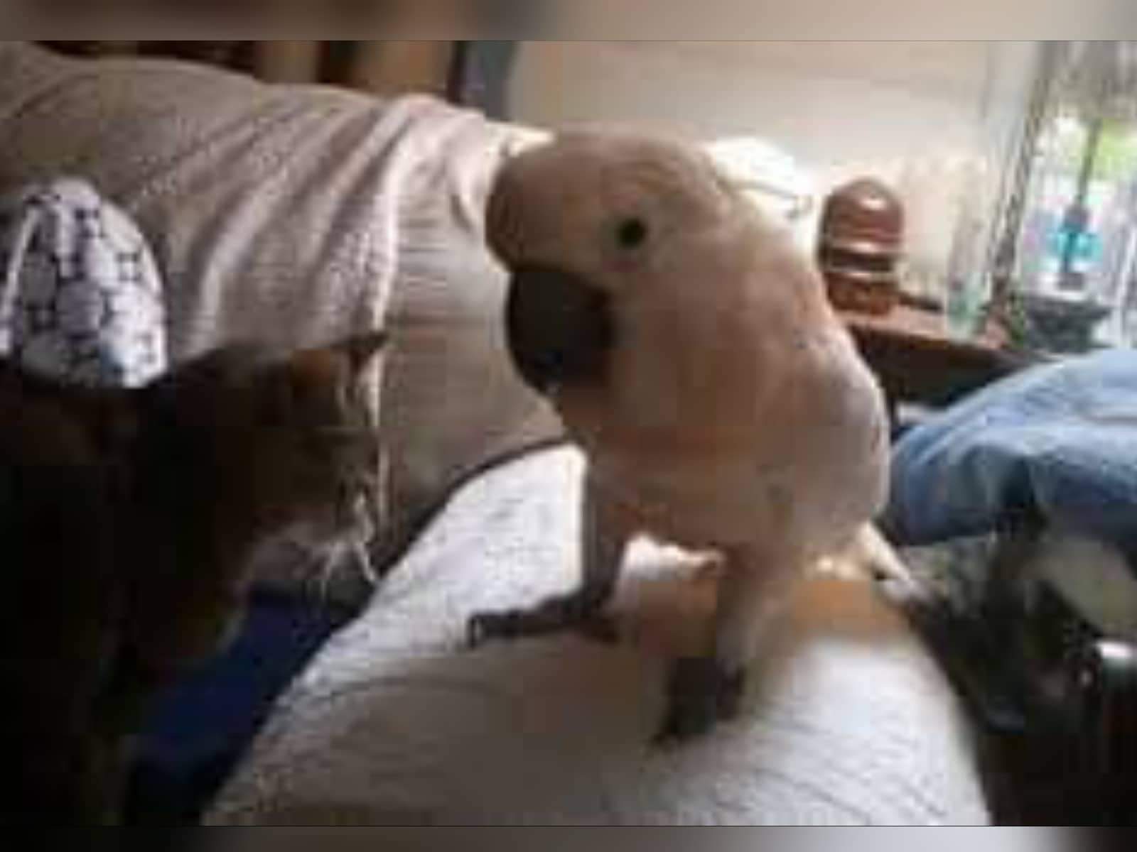 Sweet video.  A special friendship.  A 17-year-old cat and a 40-year-old parrot are hanging out together