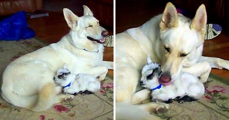 Sweet video.  A white German shepherd adopted a baby goat and took care of it as if it were his own puppy