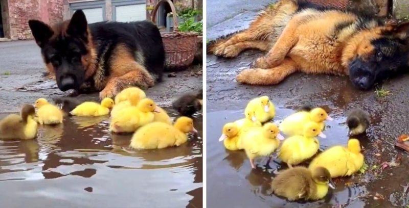 Sweet video.  Cute German shepherd loves to take care of little creatures