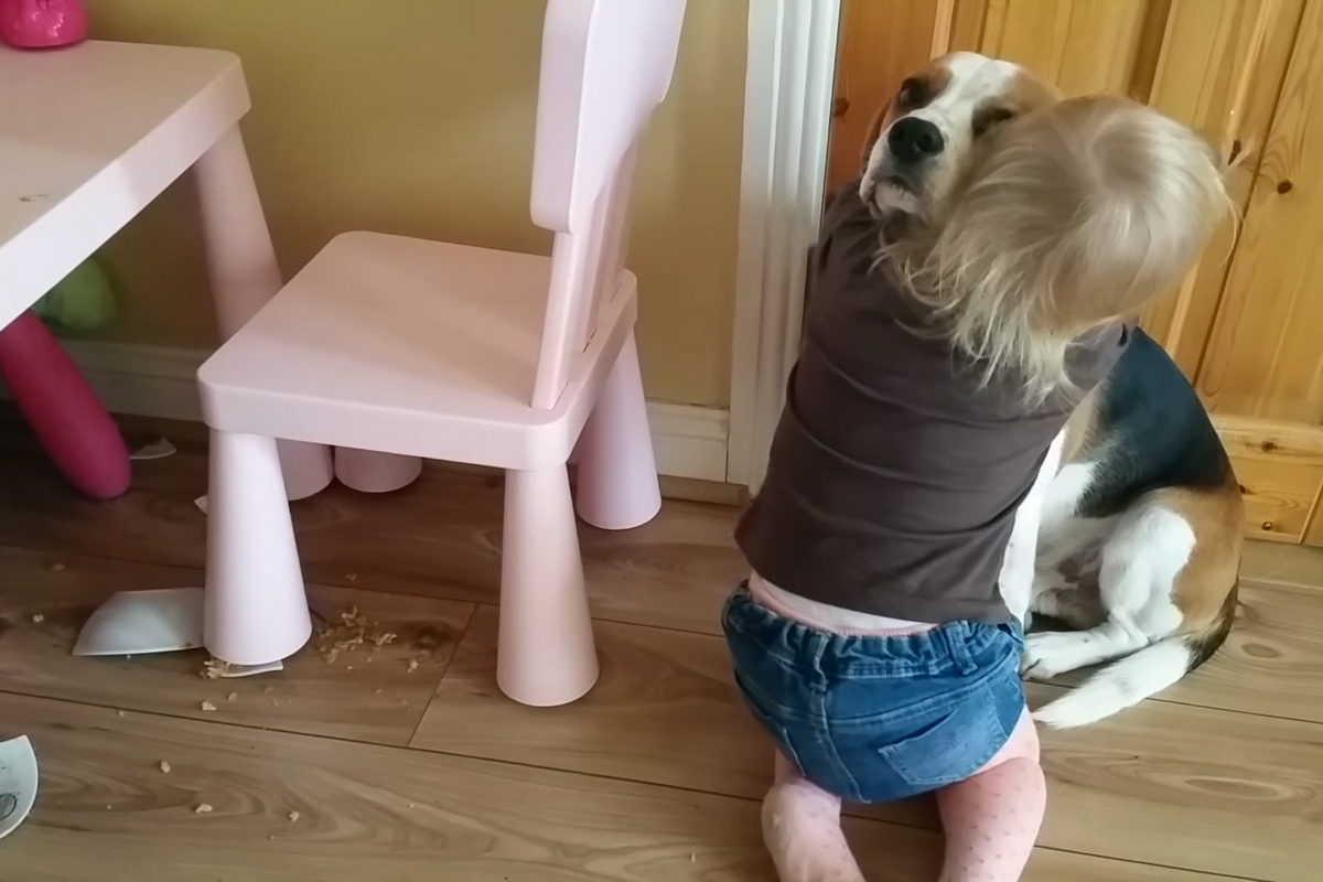 Sweet video.  Cute little girl comforts and forgives innocent looking dog who suddenly broke her plate