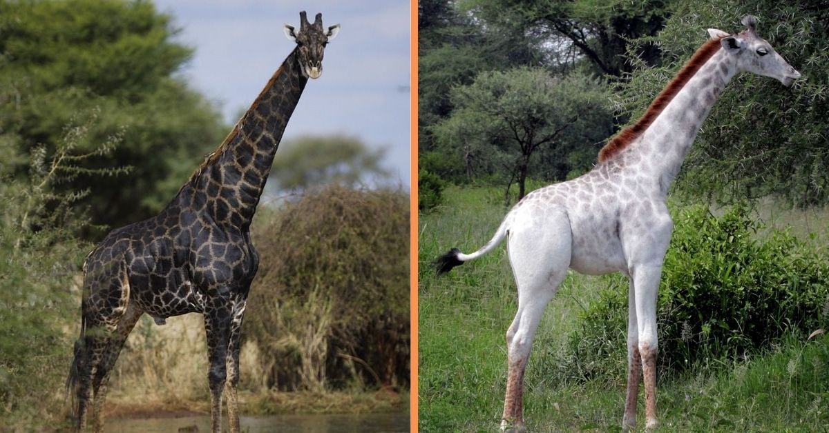 Sweet video.  Here, the rarest animals in the world are the black and white giraffe