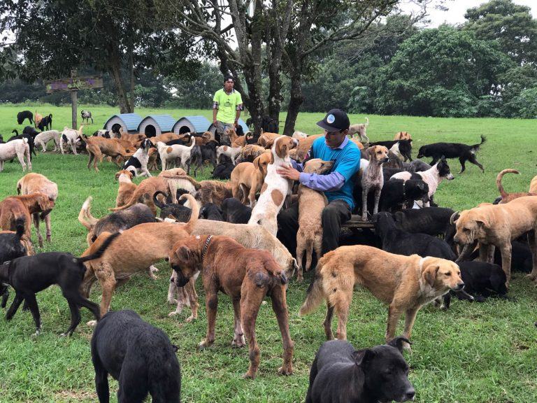 Sweet video.  Nearly 1,000 wild dogs have the opportunity to roam freely and enjoy paradise in the beautiful forest and field called "Land of Strays".