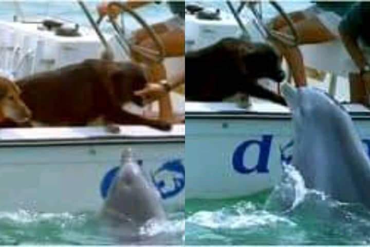 Sweet video.  Sweet and magical moment when the dolphin jumps out of the water to kiss the dog and jump for joy