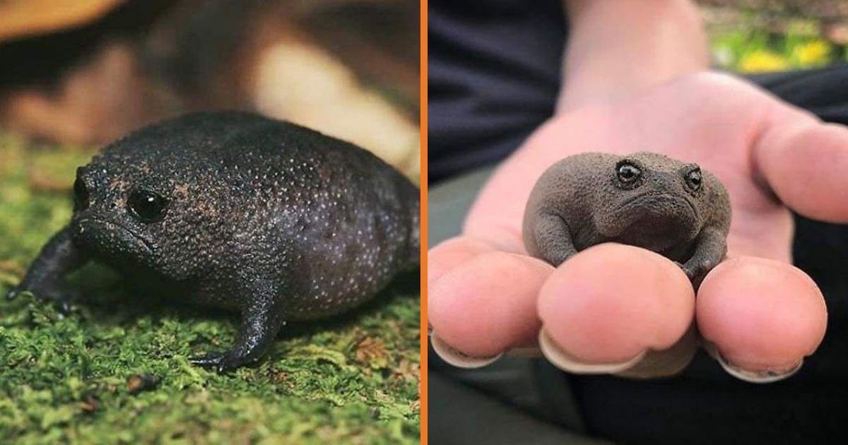 Sweet video.  The African black rain frog that looks like a spicy avocado has the cutest chirping sound