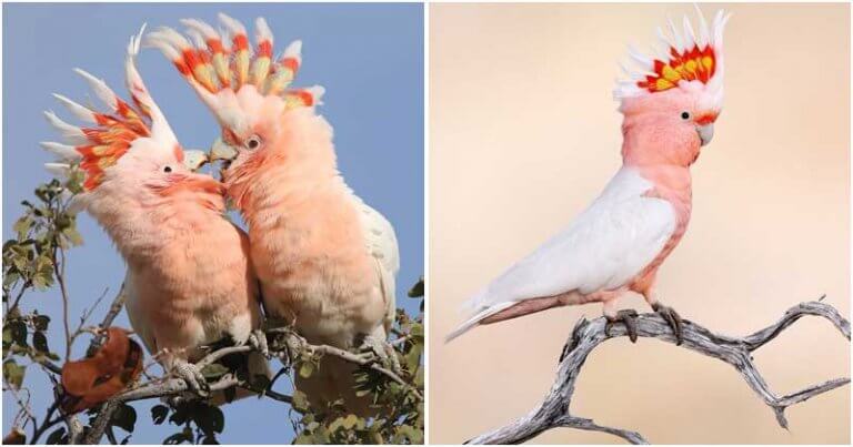 Sweet video.  The colorful crested bird is as pretty as pea candy