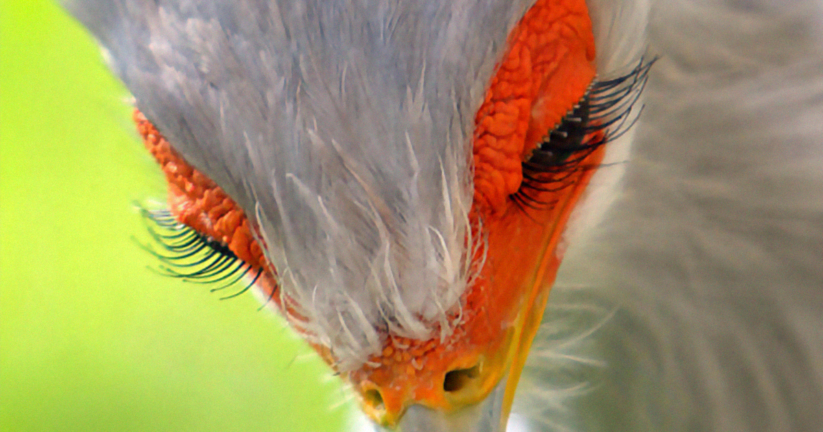 Sweet video.  The mythical bird with long eyelashes and beautiful feathers is very unique