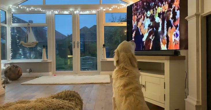 Sweet video.  This is Hugo: the dog that loves opera