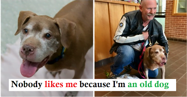 The 18-year-old dog was adopted by a very kind man