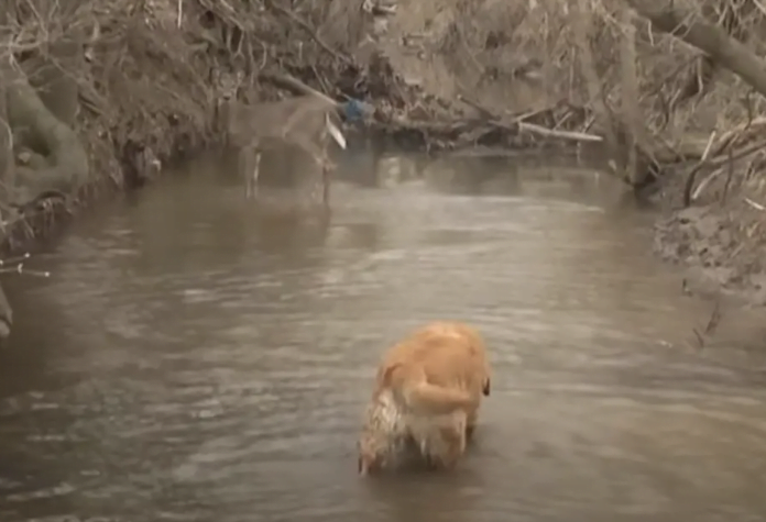 The adorable video shows the hilarious reaction of a dancing deer being ignored by a dog