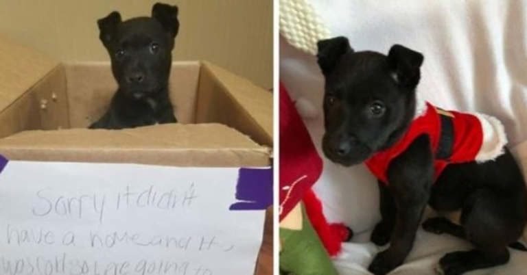 The boy left his pet dog in the box near the school with a heartbreaking message