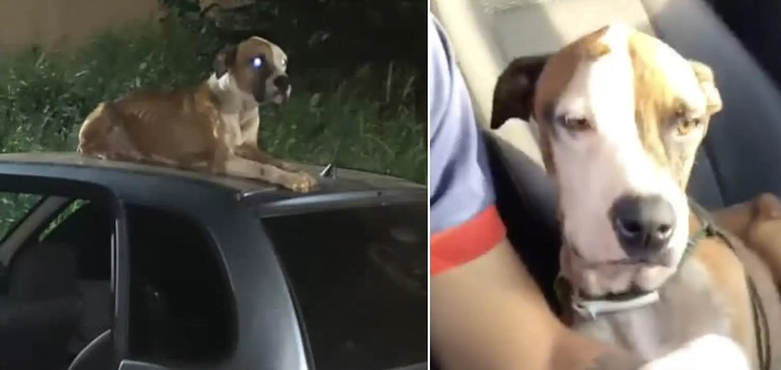 The boy saw the abandoned dog on the roof of the car and thought it was fate