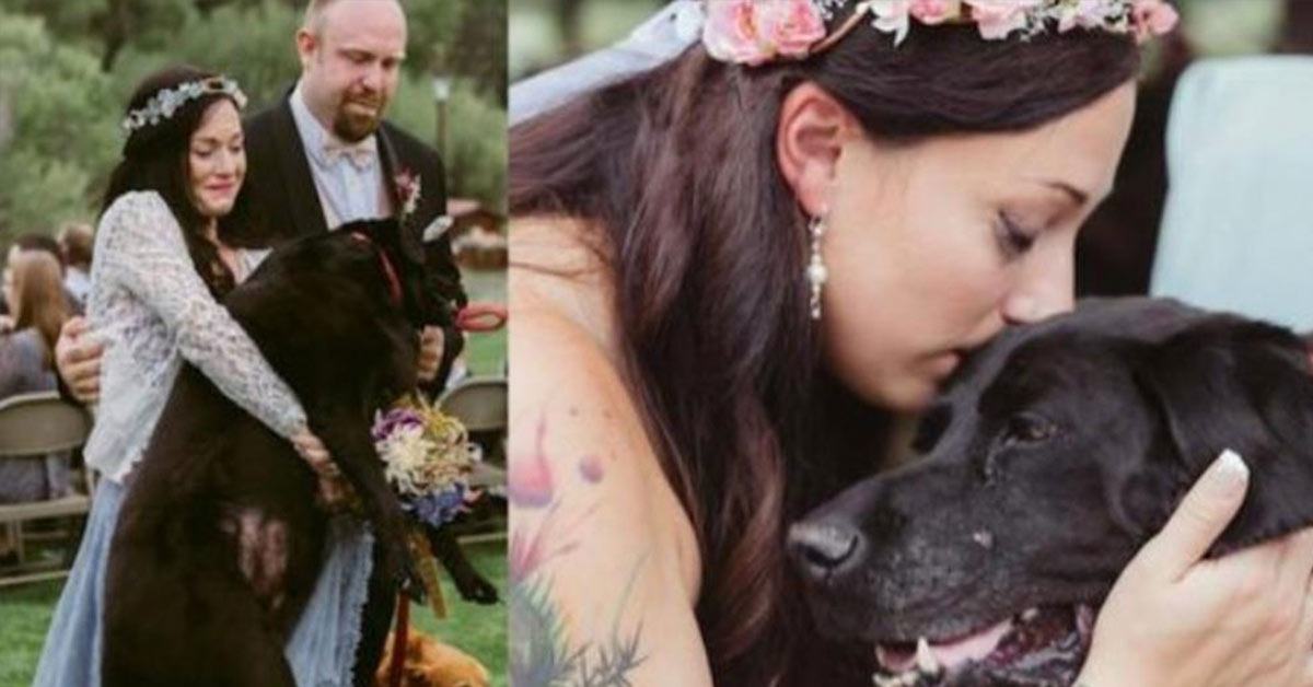 The bride's seemingly dying 15-year-old dog survived until he watched his owner get married