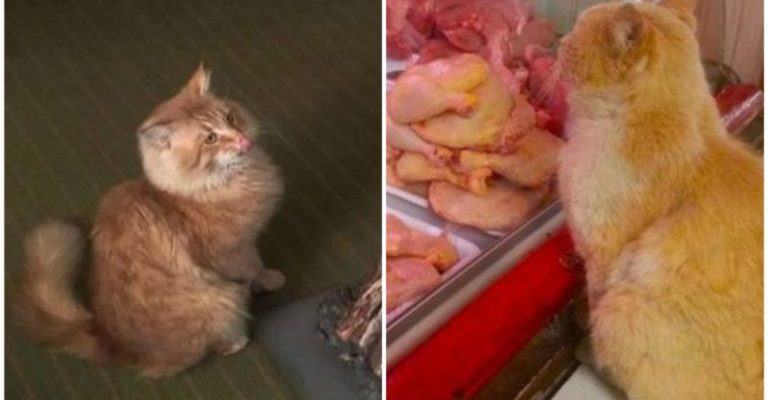 The cat asks for meat from the seller and brings it with him every day