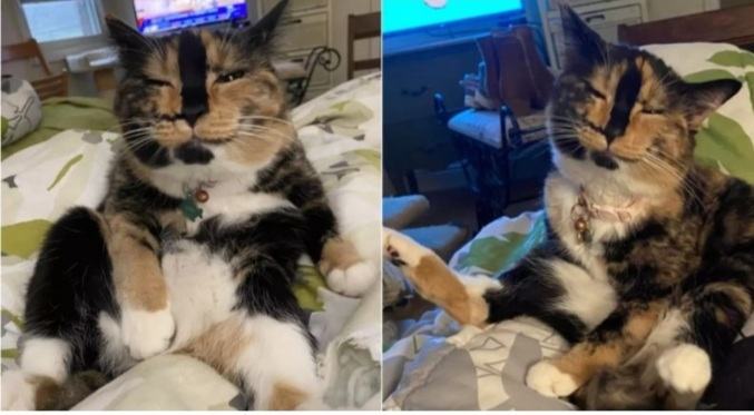 The cat that was rescued on the street always smiling has become famous on social networks