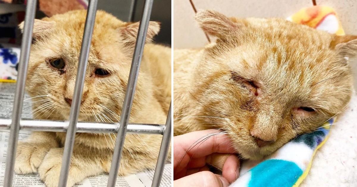 The cat with a sad face became unrecognizably happy after being rescued