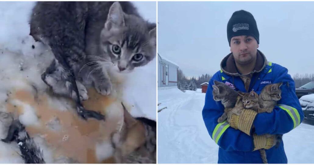 The cats were saved by an oil worker who froze to death in the frozen ground