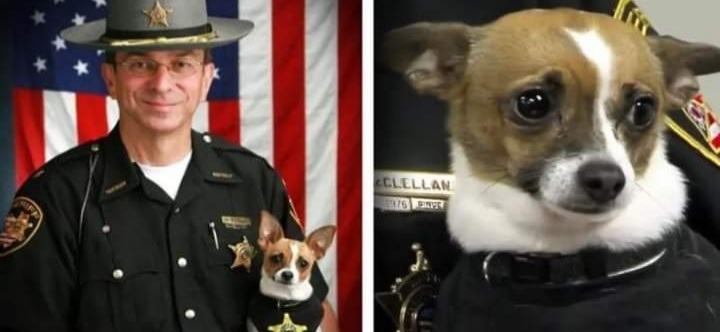 The county sheriff and his little police dog were inseparable, they died the same day and were buried together in Ohio