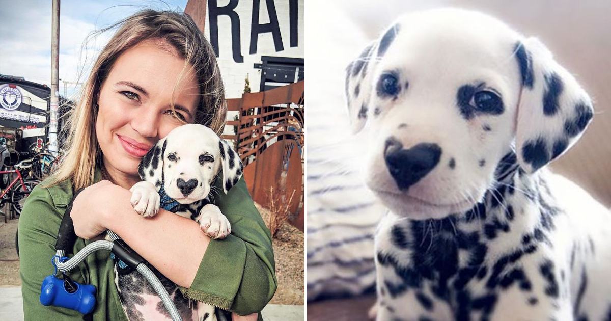 The cute and adorable dalmatian Wiley has become famous for his heart-shaped nose and is loved by everyone