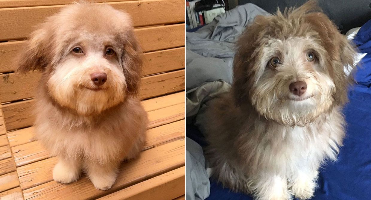 The cute dog looks like a human and people can't stop looking at it