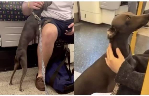 The cute dog loves cheering up every passenger and brightens up their days on board every day