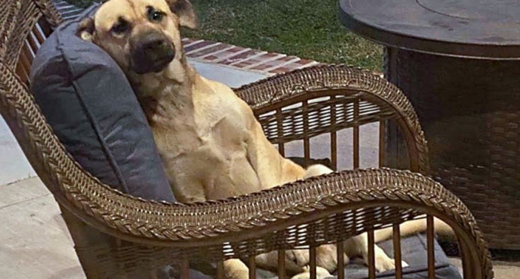 The cute dog was found sitting on a chair in the backyard and refused to leave until he was adopted