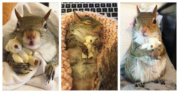 The cute squirrel rescued from hurricane Isaac is stealing everyone's hearts with her little teddy bear