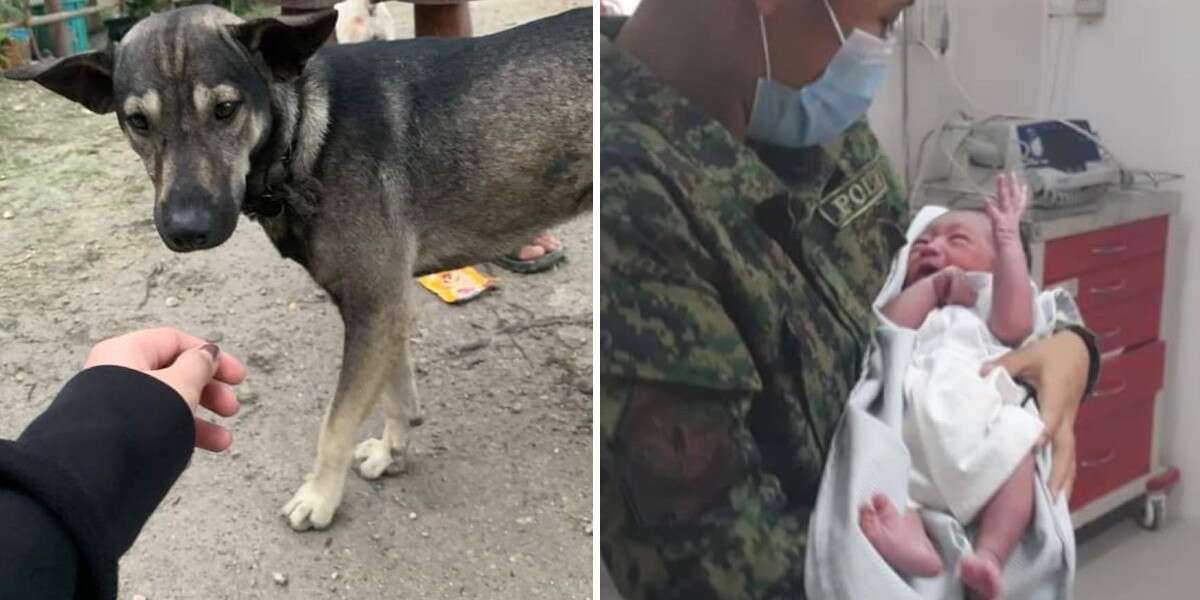 The dog continued to bark anxiously until the cyclist followed it to the abandoned girl