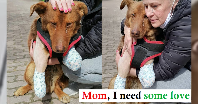 The dog cried for a long time after being loved and cared for for the first time in his life