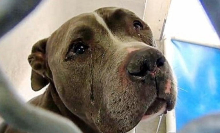 The dog cried when he learned that his family had abandoned him