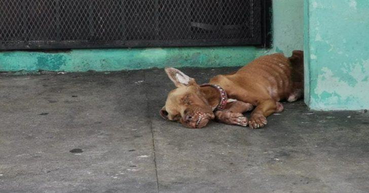 The dog in terrible condition was left alone at the gas station, where unfortunately people abandoned him