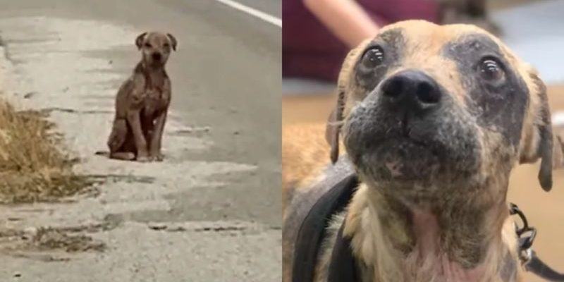 The dog is sitting on the side of the road, without a transparent and shiny coat, it needs care and love