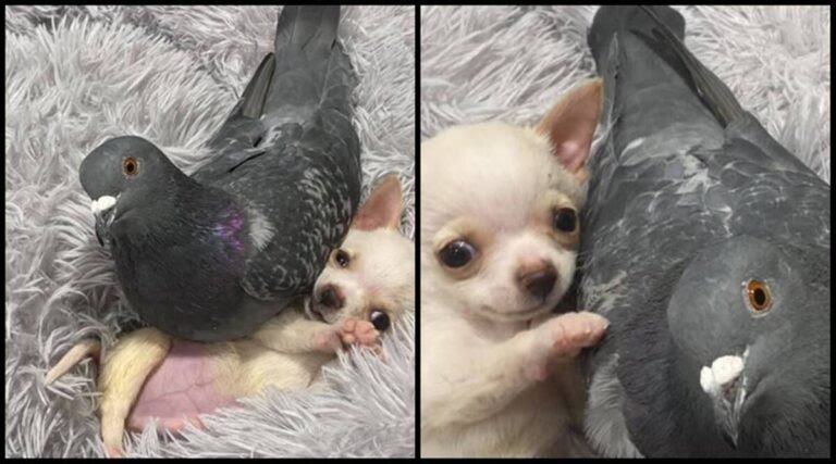 The dog that can't walk and the pigeon that can't fly become real friends