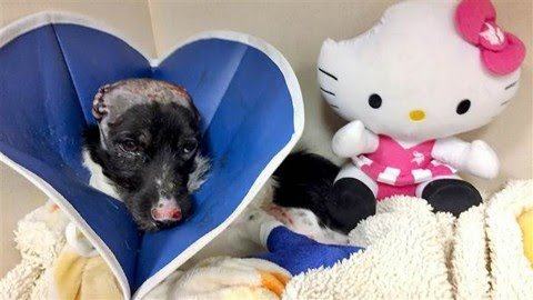 The dog that lost his ear due to the fire was given a Hello Kitty toy that lost his ear to make it more comfortable