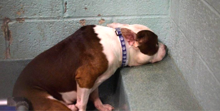 The dog that was abandoned by the owner was so desperate that he couldn't hang himself