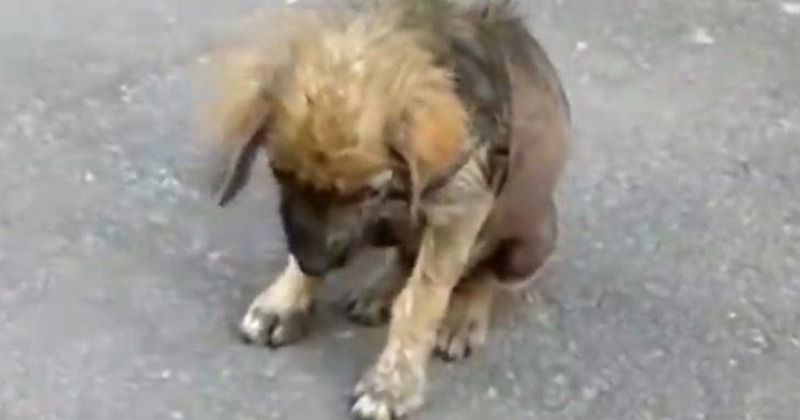 The dog that was kicked out of the house because he was sick is shaking his head in shame