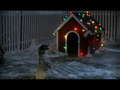 The dog waited for Santa Claus all night and his wish came true