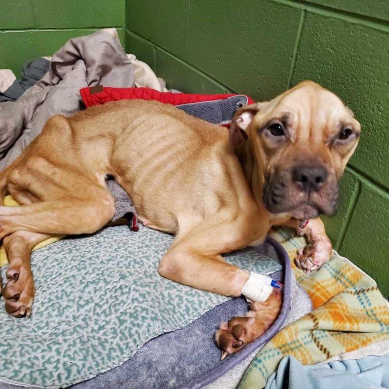 The dog was finally rescued after starving to death and in poor condition