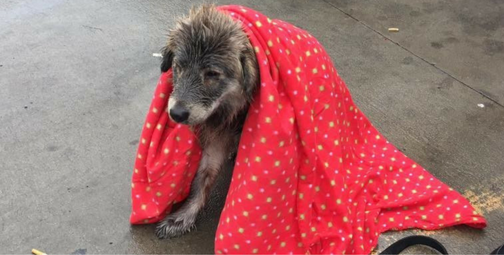 The dog was left in the freezing cold rain waiting for help